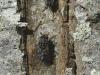 Polietes sp.